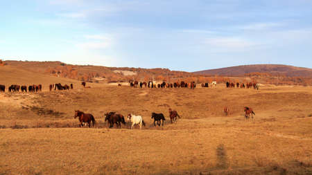 Horses in grasslandの写真素材