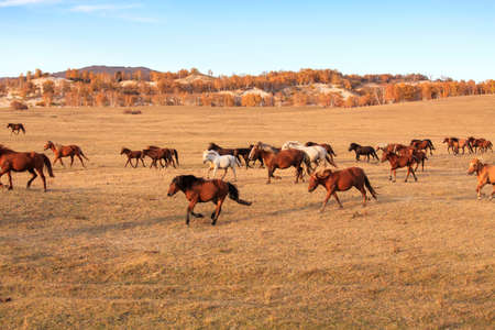 Horses on grassland in autumnの写真素材