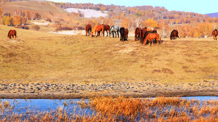 Horses on grassland in autumnの写真素材