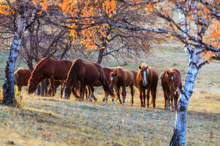 Horses on the prairie during autumnの写真素材