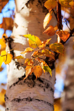 Autumn red leaves of birchの写真素材