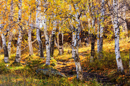Autumn birch forestの写真素材
