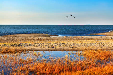 Inner Mongolia Dali Lake autumn lake swamp craneの写真素材