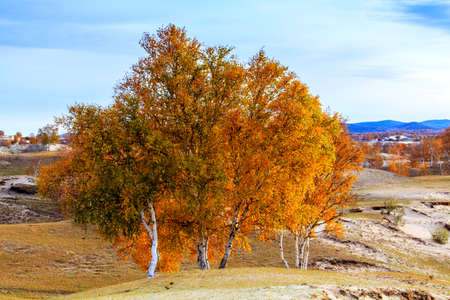 White birch Inner Mongolia Ulan Buh general paozi autumn sceneryの写真素材