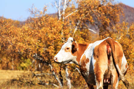 Huaniu close-up of white birch autumn grassland sceneryの写真素材