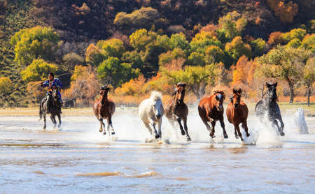 Horse riding horse horse horse splashed water in Mongolia grassland tourism project Wrangler permanent day tooのeditorial素材