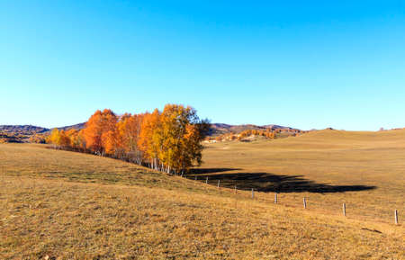 autumn colored birch tree on the prairieの写真素材