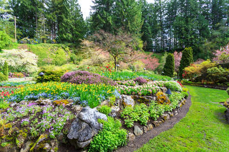 Butchart Gardens tulip flower fieldのeditorial素材