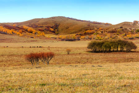 The red leaf mountain range of the Ulan autumn prairie