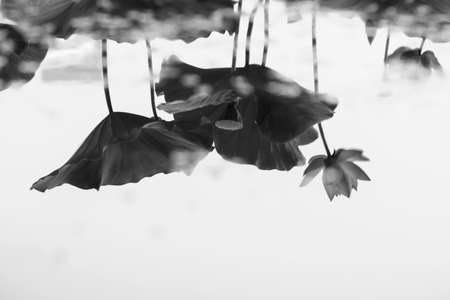 Lotus flower reflection waterの写真素材