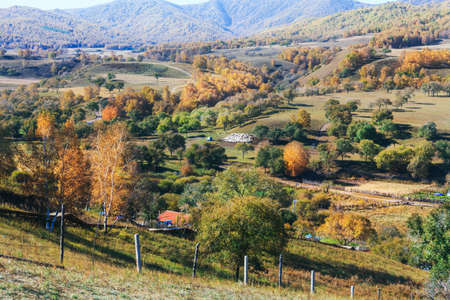 Autumn grassland white birch Village