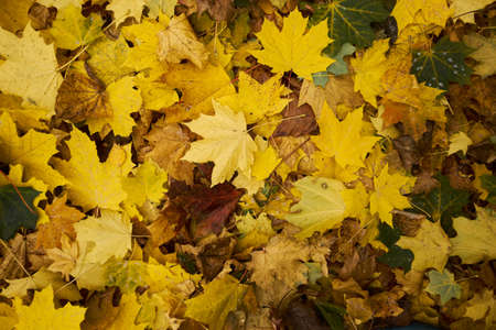 Yellow and green autumn leaves background. Outdoor. Colorful background image of fallen autumn leaves perfect for seasonal useの写真素材
