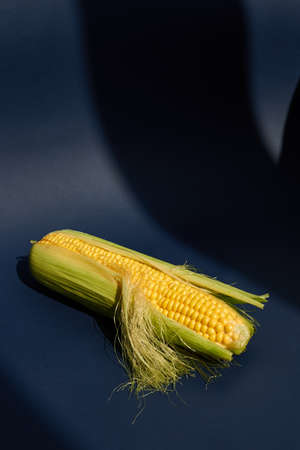 A green ear of corn. Juicy corn of a new harvest. Close-up. Blue background.
