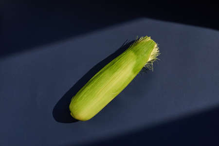 A green ear of corn. Juicy corn of a new harvest. Blue background.の写真素材