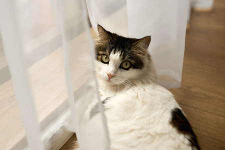 Fluffy white cat basks by window with panoramic windows and transparent tulle on wooden floor. Cat...
