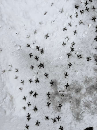Snow-covered road and traces of pigeons on snow. Birds stomped on new fresh snow.