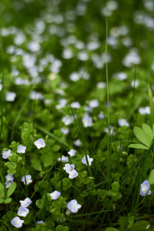 Small meadow flowers in tall grass in spring. Selective focusの写真素材