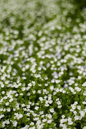Small meadow flowers in tall grass in spring. Selective focusの写真素材