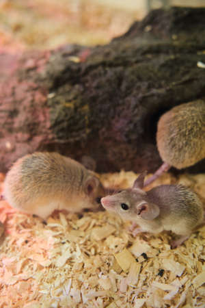 Domestic mice in terrarium under purple lamp to keep them warmの写真素材
