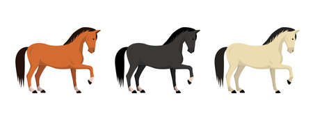 Set of horses in different coat colors isolated on white background. Vector stockのイラスト素材