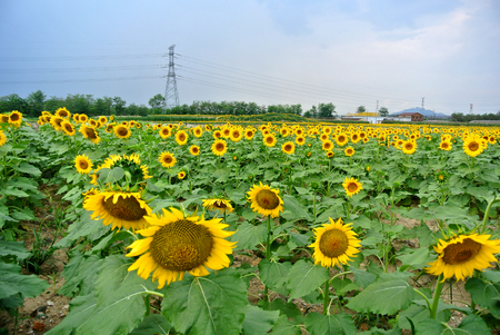 Sunflowerの写真素材