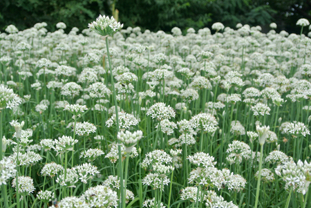Leek flowerの写真素材