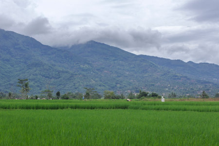 Rice field in the countryside of Garut Indonesiaの写真素材