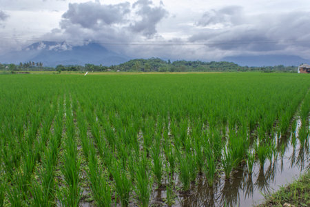 Rice field in the countryside of Garut indonesiaの写真素材