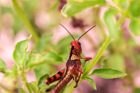 Grasshopper on a plant in the garden. Macro.の写真素材