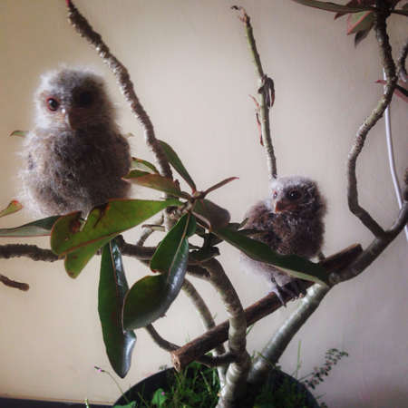 Baby owlsの素材