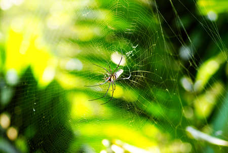 Spider on netの写真素材