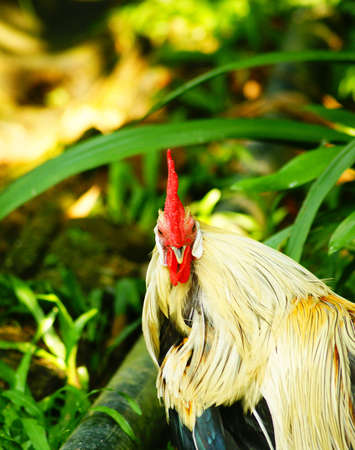 Rooster  Chickenの写真素材