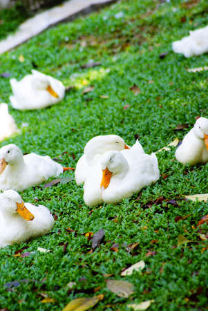 Duck の写真素材