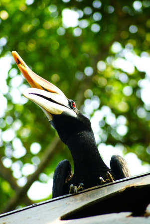 Hornbillの写真素材