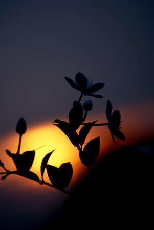 Silhoutte Flowerの写真素材