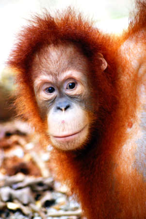 Orang Utanの写真素材
