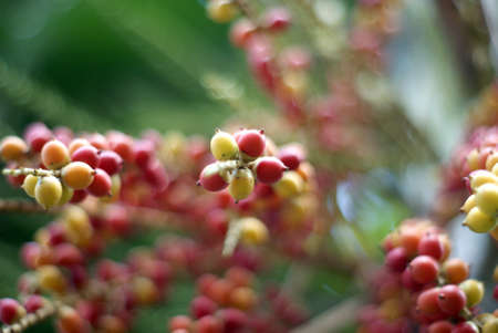 Palm Seedの写真素材