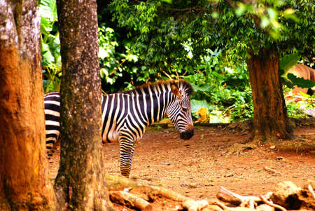 Zebraの写真素材