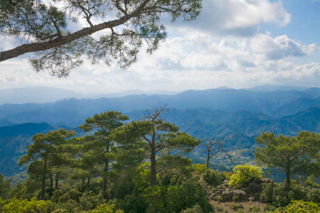 The view of Troodos mountains from top. With cedars on the foregroundの写真素材