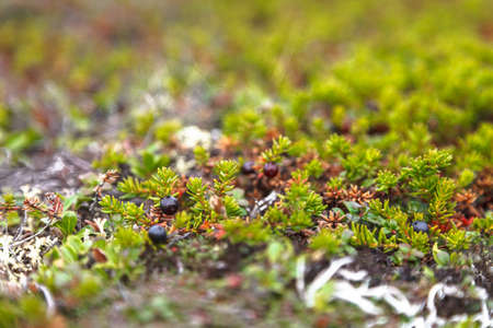 The Black crowberry background in Chukotka, Russia