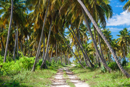 ground road in the jungle. Dominican republic.の写真素材