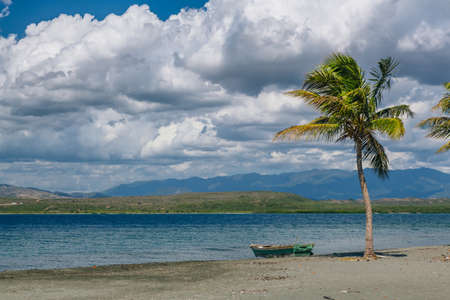 Coconut palm on Black Sand Beach, Caribbean Sea, Dominican Republic.