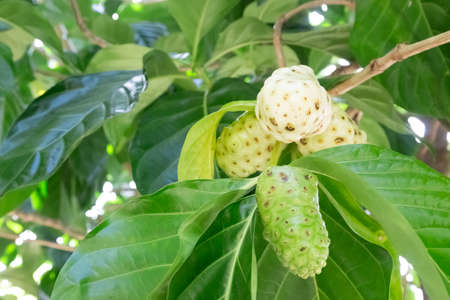 Noni fruit on the tree, Morinda citrifolia