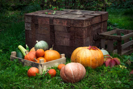 Colorful pumpkins on the grass, with old boxes on background, rustic style