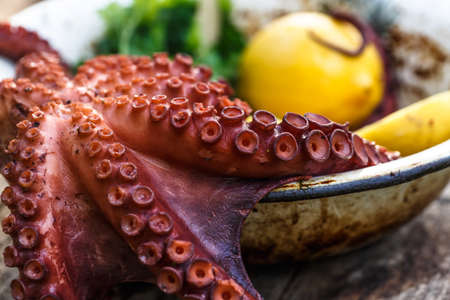 Octopus tentacle close view, selective focusの写真素材