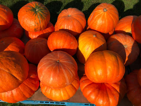 Orange pumpkins on display at the farmers market