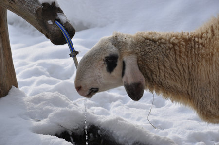Sheep drinking water from a faucet in the snow.の写真素材