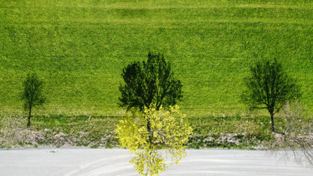 Aerial view of a tree in the middle of a green field
