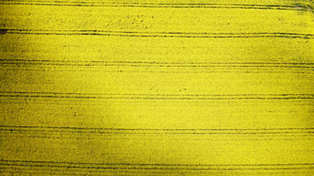 A drone flight over a blooming yellow rapeseed field