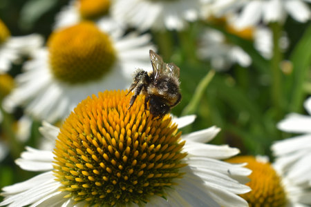 Bee on daisy flower, close up. Bee pollinates flowers.